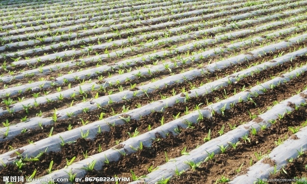 ����ϩ��Ĥ