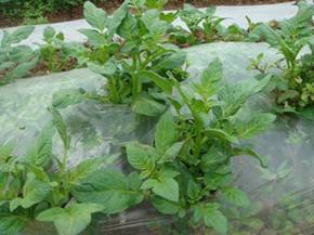 ����ϩ��Ĥ