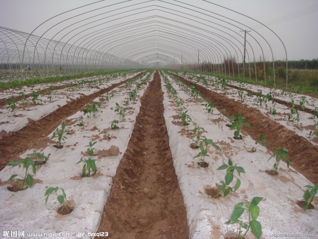 ����ϩ��Ĥ