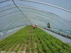 ����ϩ�������ϻ���Ĥ